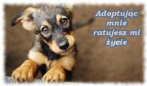 Adopcja psów